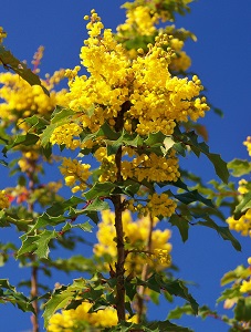 Mahoniaaquifolium (2)