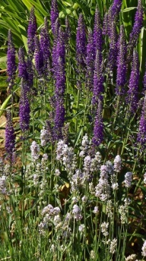 lavenderheader