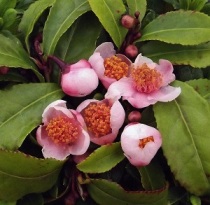 camelliasinensis'blushingmaiden' (2)