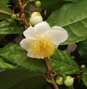 camelliasinensis'sochiseedling' (2)