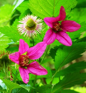 Rubus spectabilis in bloom (2)