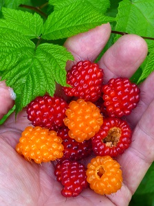 RubusSalmonberryFruit