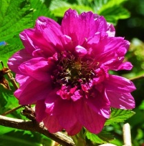 Rubusspectabilis'OlympicDouble' (2)